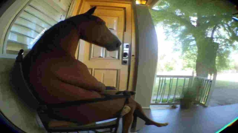 Create meme: horse , horse on the balcony, horse in the apartment