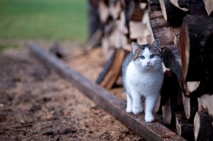 Создать мем: кошка в деревне, коты, кот на дровах