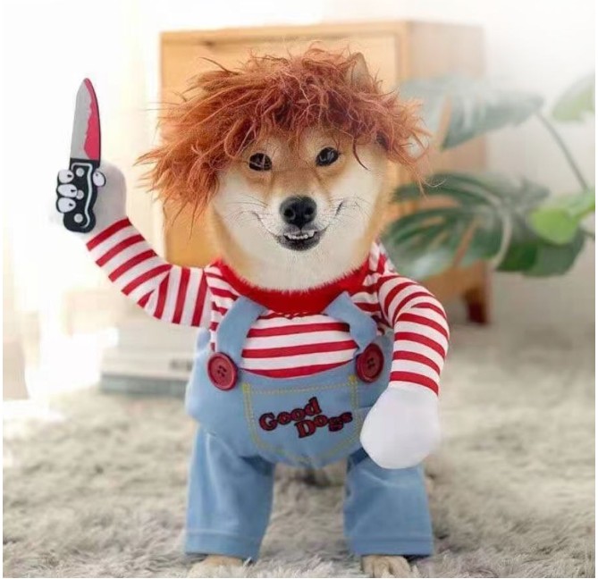 Create meme: cute dogs , chucky the dog, dog cosplay