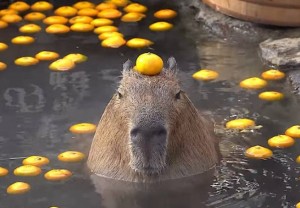 Create meme: a pet capybara, the capybara
