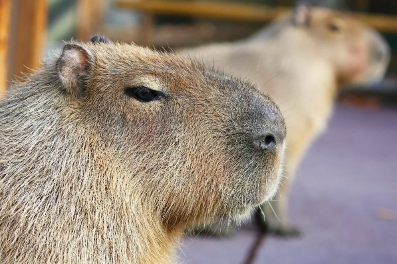 Create meme: capybara photos, big capybara guinea pig, white capybara