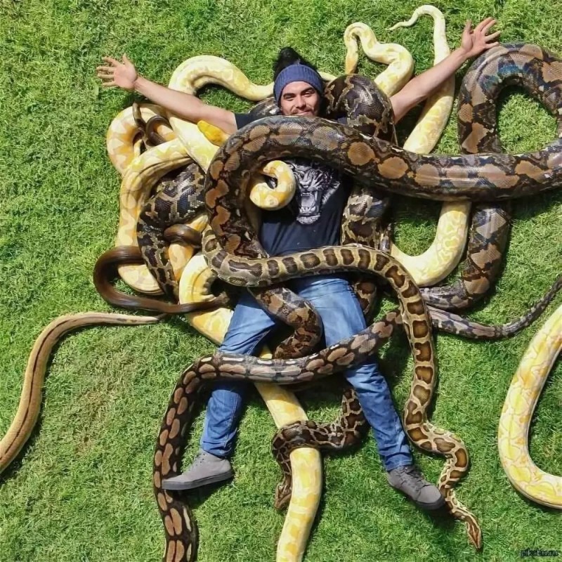 Create meme: big snake, many snakes, unusual snakes