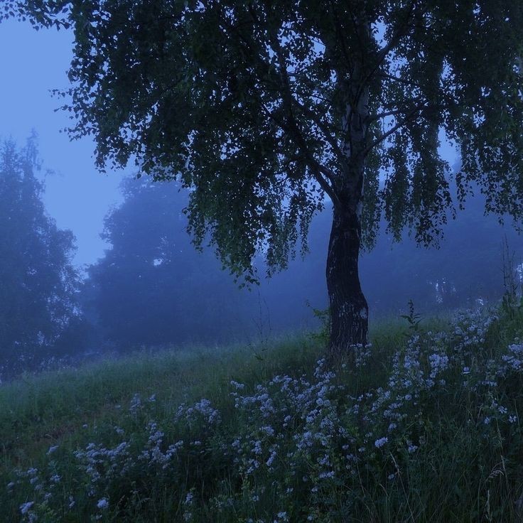 Create meme: landscape fog, nature fog, that's the evening dew glistens on nettles