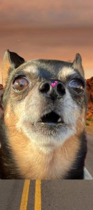 Создать мем: собачки породы, грустная чихуахуа, веселые животные