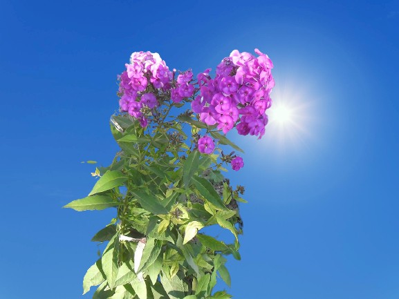 Create meme: Phlox, flowers Phlox, paniculate phlox