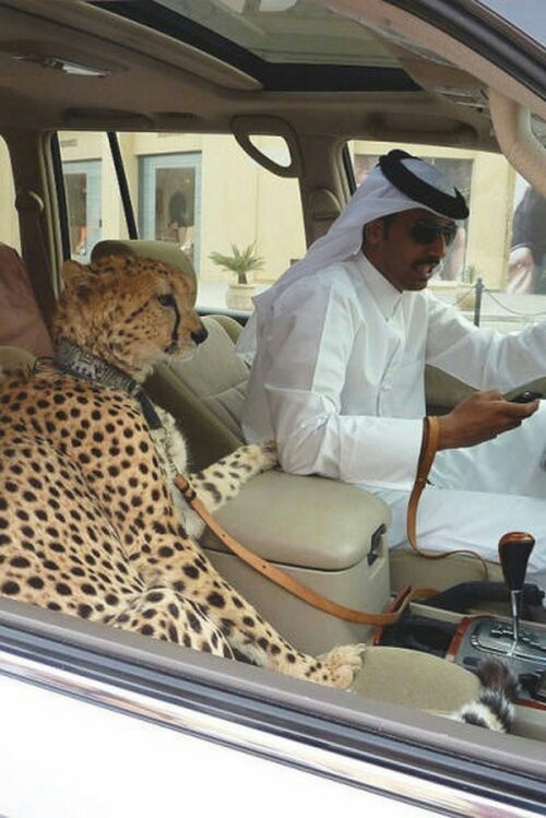 Create meme: Cheetah , cheetah car, safari leopard cars