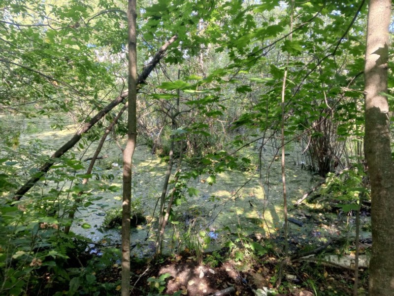 Create meme: alder trees forest, Lopukhinka radon lake, bitsevsky forest park