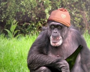 Создать мем: обезьяна бонобо, обезьяна обезьяна, тупая обезьяна