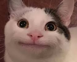 Create meme: cats are funny, stoned cat , smiling cat meme