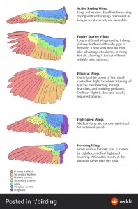 Create meme: a bird's wing anatomy, a bird's wing anatomy reference, bird wings