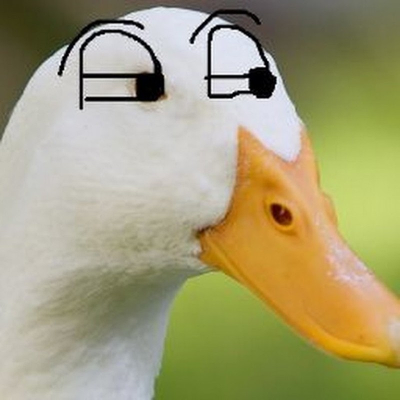 Create meme: goose , goose duck, duck 
