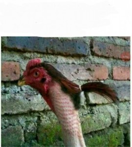 Create meme: ponytail, chicken, Hairstyle