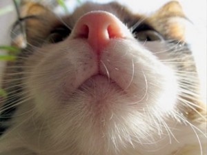 Create meme: cute cats, cat nose, funny cat