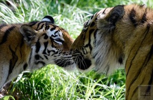 Создать мем: тигр и тигрица любовь, животные тигр, тигр