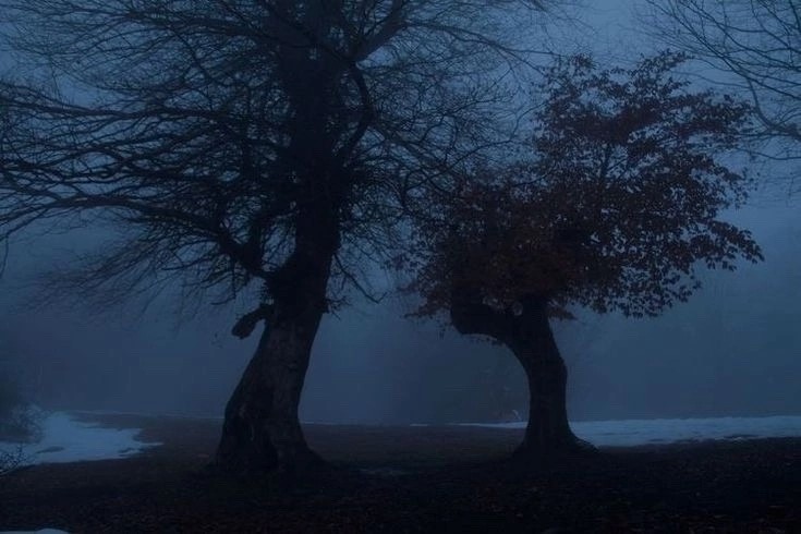 Создать мем: мрачные фотографии, ночное дерево, природа туман