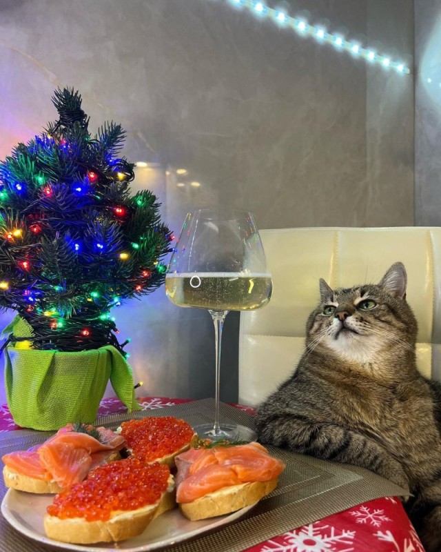 Create meme: new year seals, new year cat, cat stepan