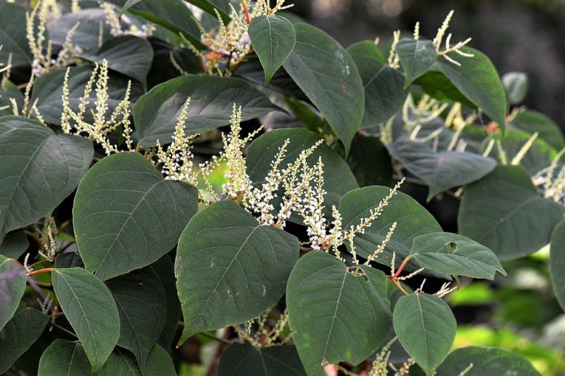 Создать мем: рейнутрия японская fallopia japonica, рейнутрия сахалинская гречиха, японский knotweed