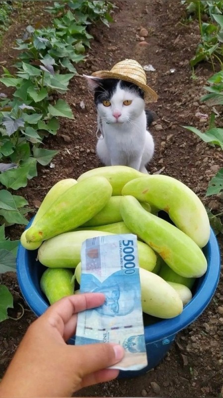 Create meme: cat with cucumber, zucchini, white cucumbers