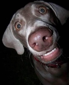 Create meme: funny dog, Weimaraner and great Dane, Weimaraner dog