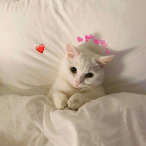 Create meme: white cat on top, white cat, cute kittens