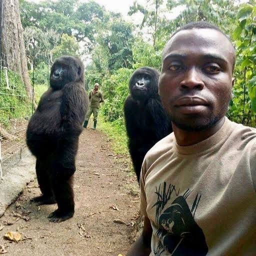 Create meme: park workers in congo take selfies with gorillas, gorilla monkey, two gorillas