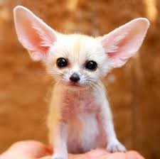 Create meme: cute exotic animals, fenek Fox, Fennec Fox