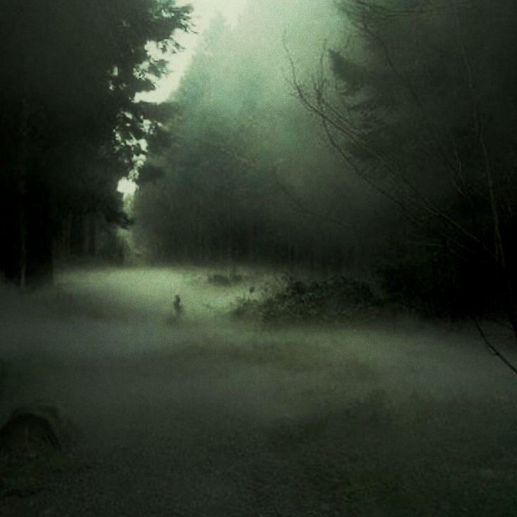 Create meme: fog , dark forest, forest fog