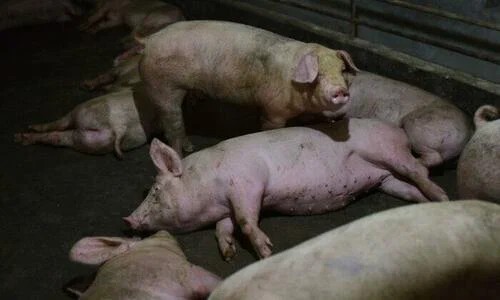 Create meme: Achs pigs, african swine fever epizootology, pig 