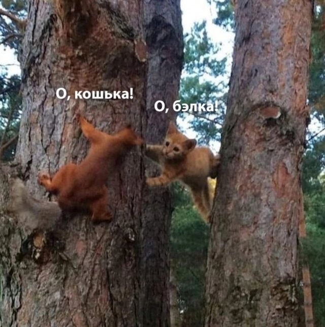 Create meme: the squirrel in the tree, a calf and a squirrel, squirrel 