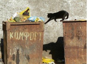 Создать мем: помойный кот, уличные кошки, мусорный ящик