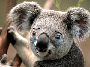Создать мем: koala, коала обои, милая коала