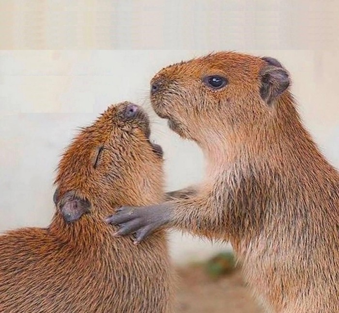 Create meme: 2 capybaras, capybara meme, a pet capybara