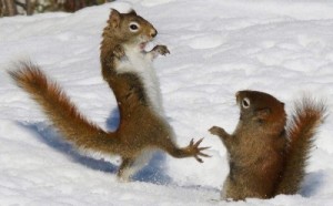 Create meme: animals, red squirrel, squirrel