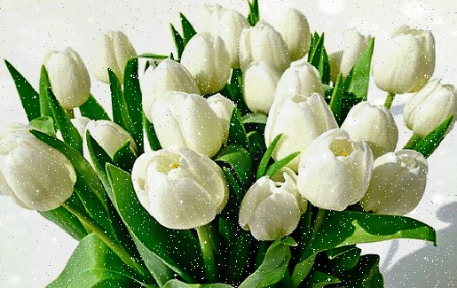 Create meme: tulips are white, postcards with white tulips, tulips 