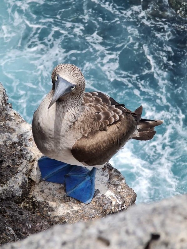 Create meme: The blue booby, blue footed booby, footed booby bird