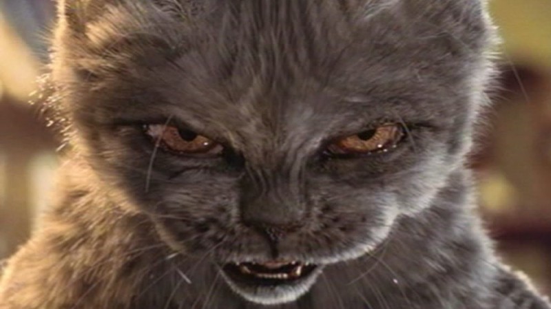 Create meme: angry cat , evil cat, very angry cat