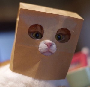Create meme: cat in the package, animals cats, cat in a paper bag