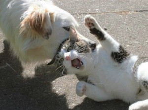 Create meme: cat and dog, Cat, cat and dog fight