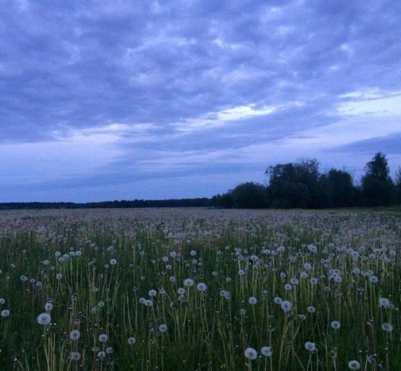 Create meme: dandelions field, nature of Bashkiria sunset, nature field 