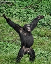 Create meme: the common chimpanzee, male chimpanzees, chimpanzees