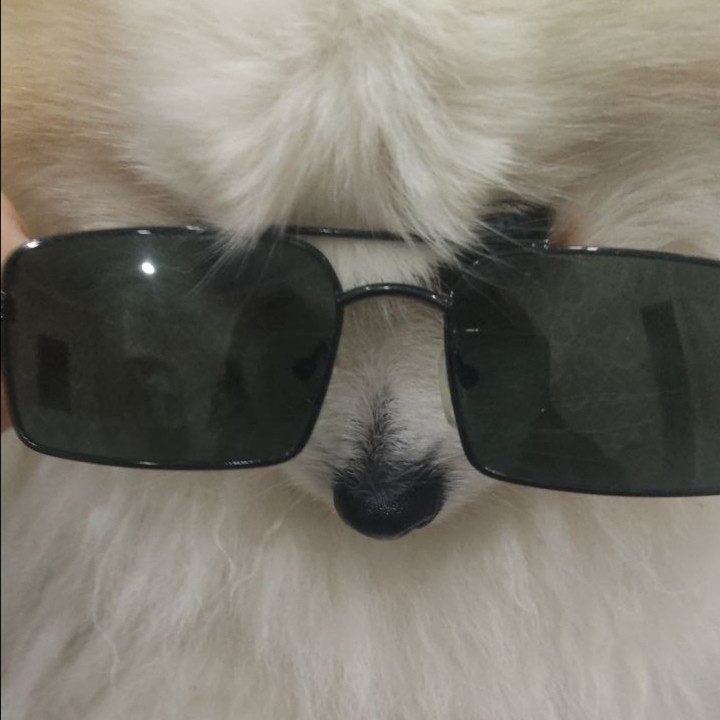 Create meme: samoyed dog, clear jokes, people 
