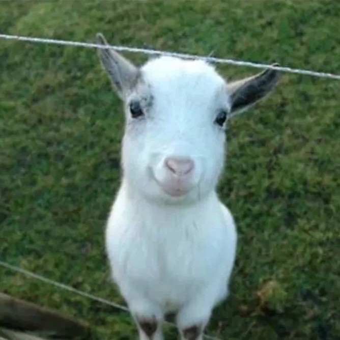 Create meme: the white goat, goat goat kid, goat