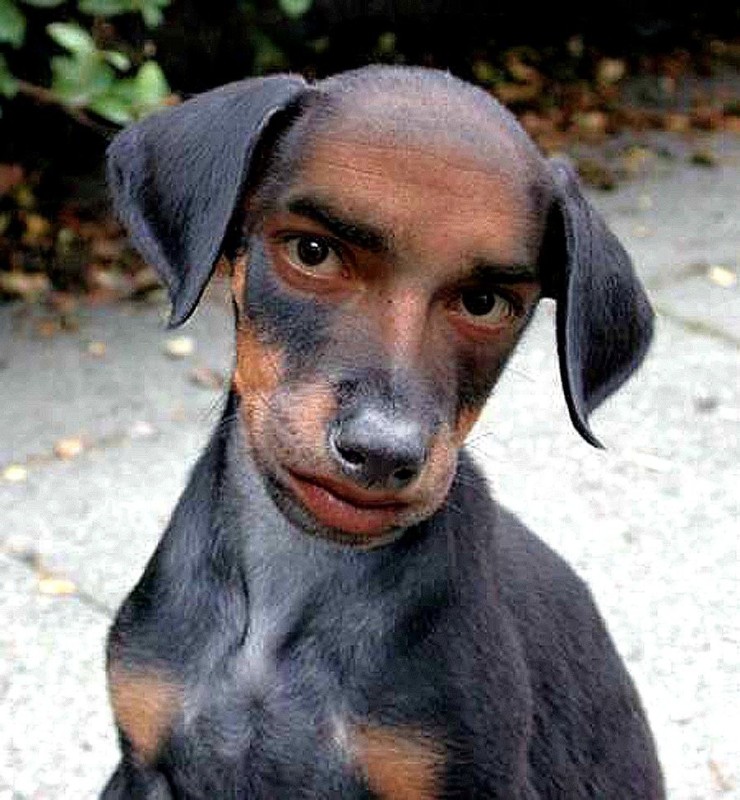 Create meme: Dachshund , dachshund breed dog, dog fumes