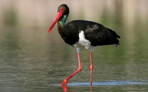 Create meme: Black stork red book, black stork, The Ussuri Black Stork Reserve