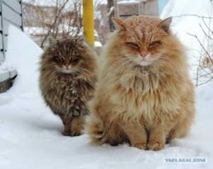 Create meme: Siberian, the most beautiful cat in the world, amazing cat