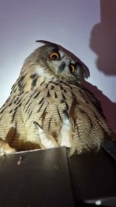 Create meme: owl