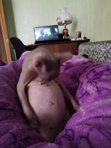 Create meme: Sphinx cat, Sphinx, bald cat