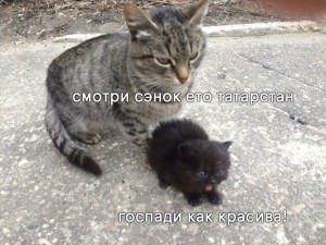 Создать мем: животные, Кошка, кот