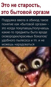 Создать мем: кошки смешные, текст