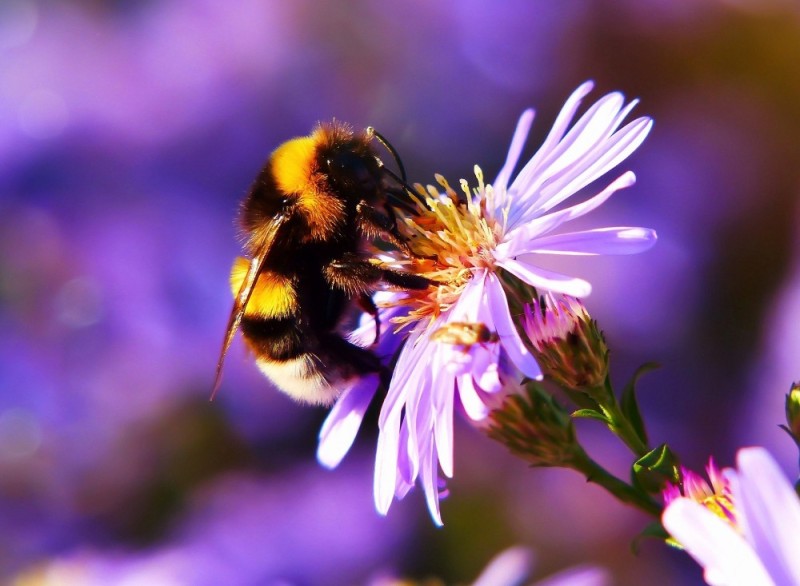 Создать мем: шмель на цветке, пчела шмель, цветы для пчел